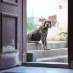 Core Elements of Social Identity and Belonging